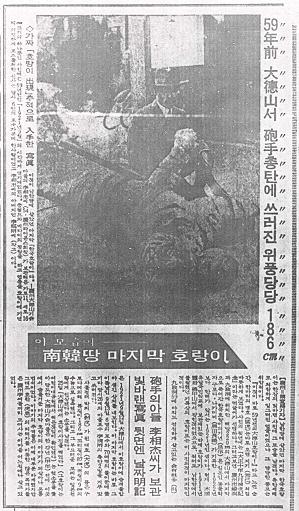 <한국일보> 1980년 1월 26일자에 보도된 '경주 대덕산 호랑이'의 모습이다. 여기에서는 1922년에 포획된 것을 1921년의 것이라고 잘못 소개하고 있었고, 게다가 그것이 '마지막' 호랑이의 모습은 더더욱 아니었다. 